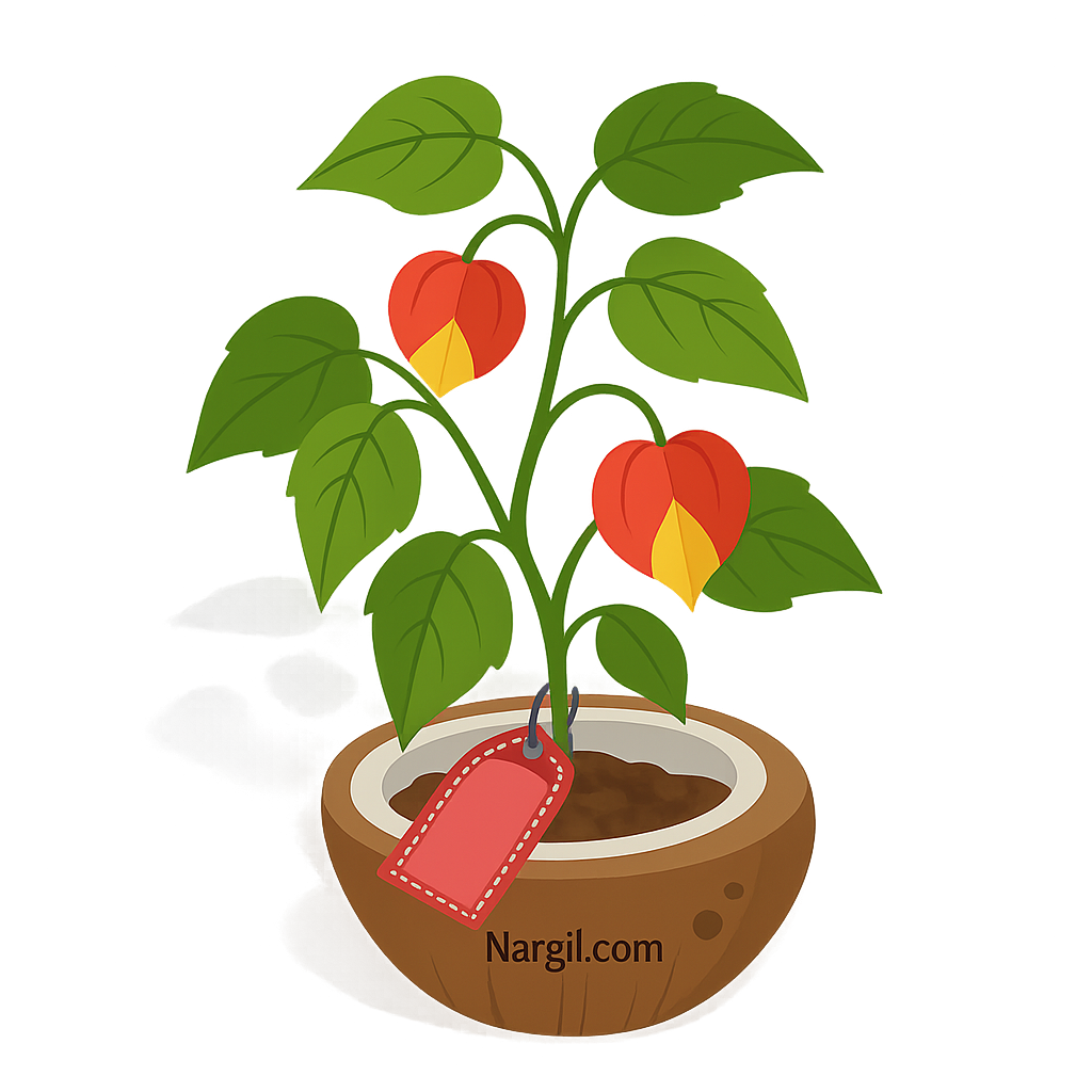  Nargil - Chinese Lantern